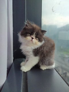 Kiera - Persian Cat