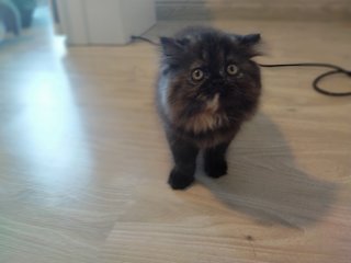 Kiera - Persian Cat