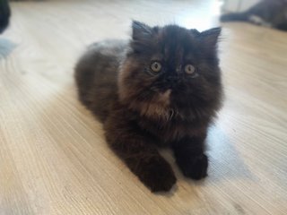 Kiera - Persian Cat