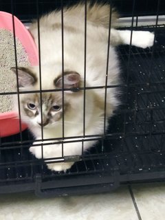 Fuji - Maine Coon + Domestic Long Hair Cat