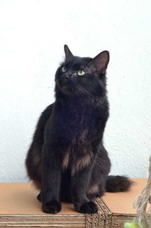 Blackberry - Domestic Long Hair Cat