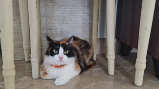 Mieko - Calico Cat