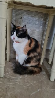 Mieko - Calico Cat