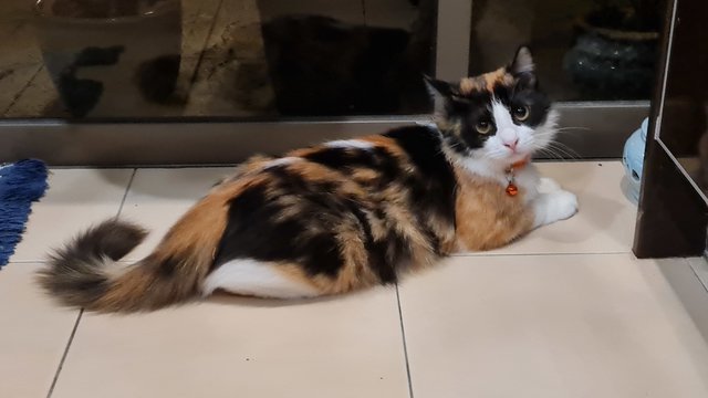 Mieko - Calico Cat