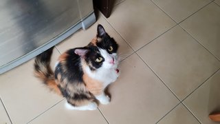 Mieko - Calico Cat