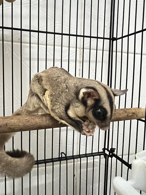 Sugar Glider - Sugar Glider Small & Furry