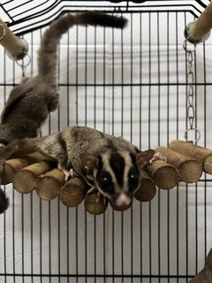 Sugar Glider - Sugar Glider Small & Furry