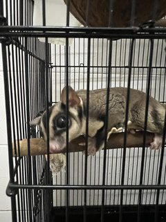 Sugar Glider - Sugar Glider Small & Furry