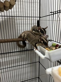 Sugar Glider - Sugar Glider Small & Furry