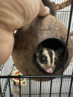 Sugar Glider - Sugar Glider Small & Furry