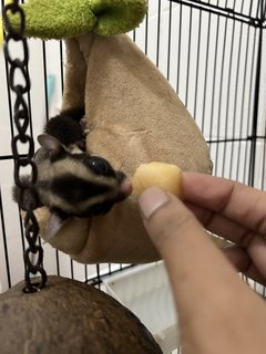 Sugar Glider - Sugar Glider Small & Furry