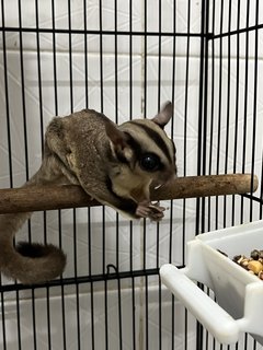 Sugar Glider - Sugar Glider Small & Furry