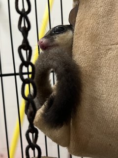 Sugar Glider - Sugar Glider Small & Furry