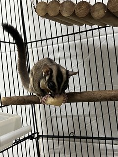 Sugar Glider - Sugar Glider Small & Furry