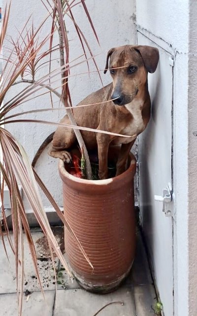 Kacang - Dachshund Mix Dog