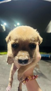 Adorable Little Puppies - Mixed Breed Dog