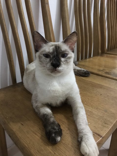 Adik - Siamese + Domestic Short Hair Cat