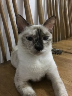 Adik - Siamese + Domestic Short Hair Cat