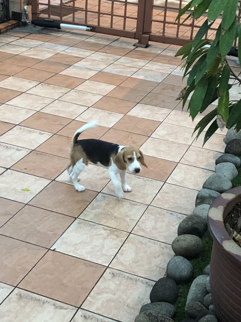 Dou Dou - Beagle Dog