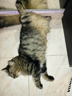 Minya (Fluff Monster) - Maine Coon + Domestic Medium Hair Cat