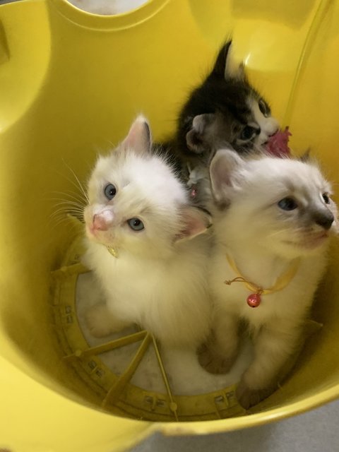 White And Cream  - Domestic Long Hair Cat