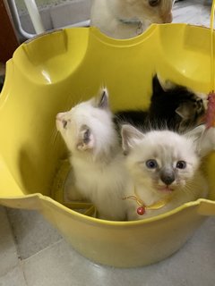 White And Cream  - Domestic Long Hair Cat