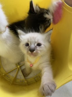 White And Cream  - Domestic Long Hair Cat