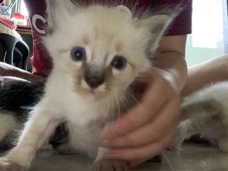 White And Cream  - Domestic Long Hair Cat