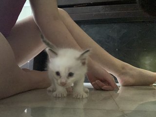 White And Cream  - Domestic Long Hair Cat