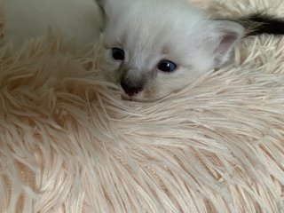 White And Cream  - Domestic Long Hair Cat