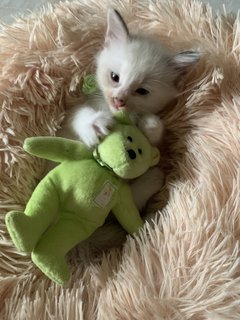 White And Cream  - Domestic Long Hair Cat