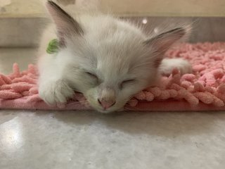 White And Cream  - Domestic Long Hair Cat