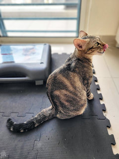 Cate - American Shorthair + Domestic Short Hair Cat