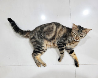 Cate - American Shorthair + Domestic Short Hair Cat