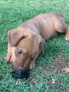 Neo,poly,mini,titi/mina - Mixed Breed Dog