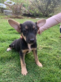 Neo,poly,mini,titi/mina - Mixed Breed Dog