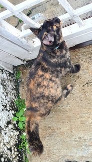 Marble  - Domestic Short Hair + Tortoiseshell Cat