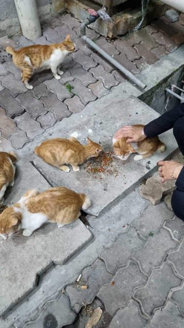 3 Orange Kittens - Domestic Short Hair Cat