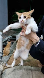 3 Orange Kittens - Domestic Short Hair Cat