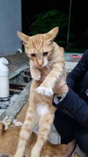 3 Orange Kittens - Domestic Short Hair Cat