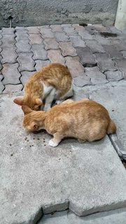 3 Orange Kittens - Domestic Short Hair Cat