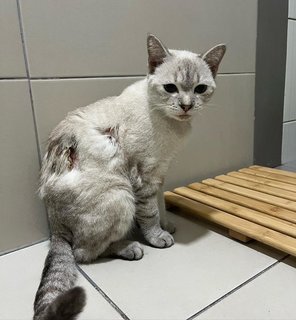 Perilla - Domestic Short Hair Cat