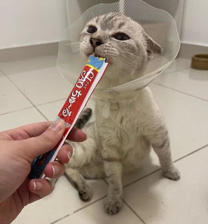 Perilla - Domestic Short Hair Cat