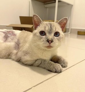 Perilla - Domestic Short Hair Cat
