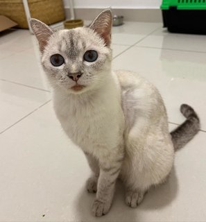Perilla - Domestic Short Hair Cat
