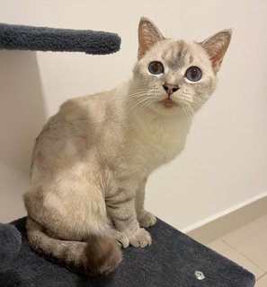 Perilla - Domestic Short Hair Cat
