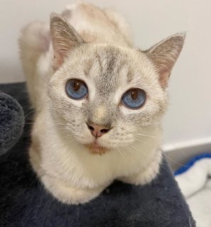 Perilla - Domestic Short Hair Cat