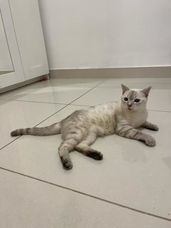 Perilla - Domestic Short Hair Cat