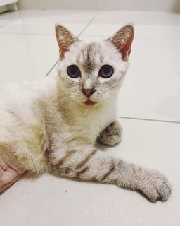 Perilla - Domestic Short Hair Cat