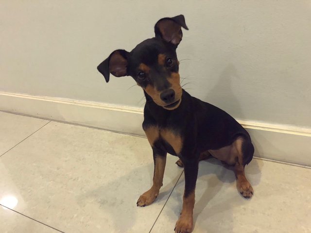 Yoyo - Miniature Pinscher Dog